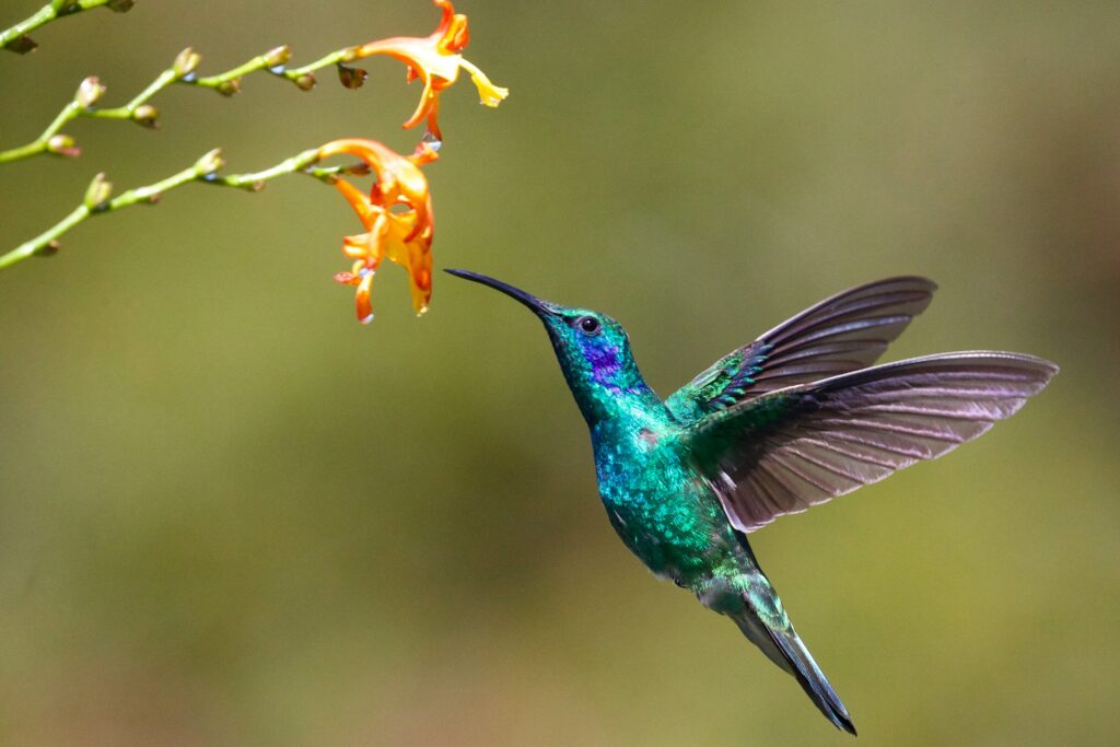 Ce nu știați despre pasărea colibri