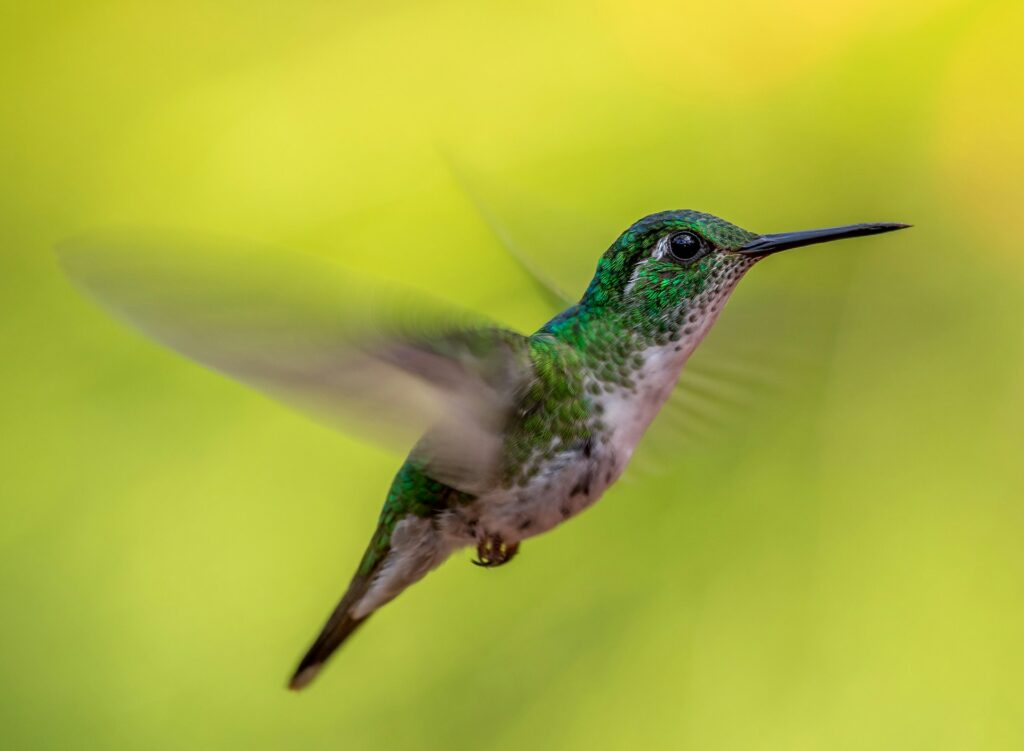 Ce nu știați despre pasărea colibri